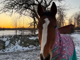 hästar Snygg ridtravare - Annons 3