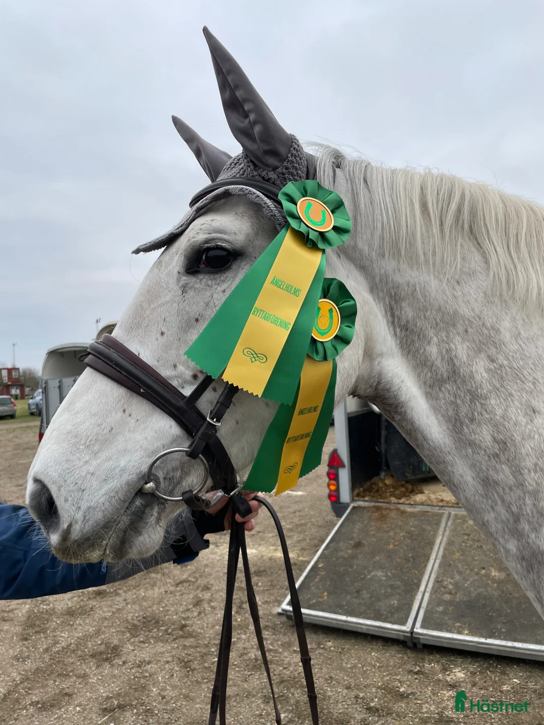Hoppning hästar till salu: 🌟 Talangfull hopphäst med intressant stam 🌟 - Annons 2