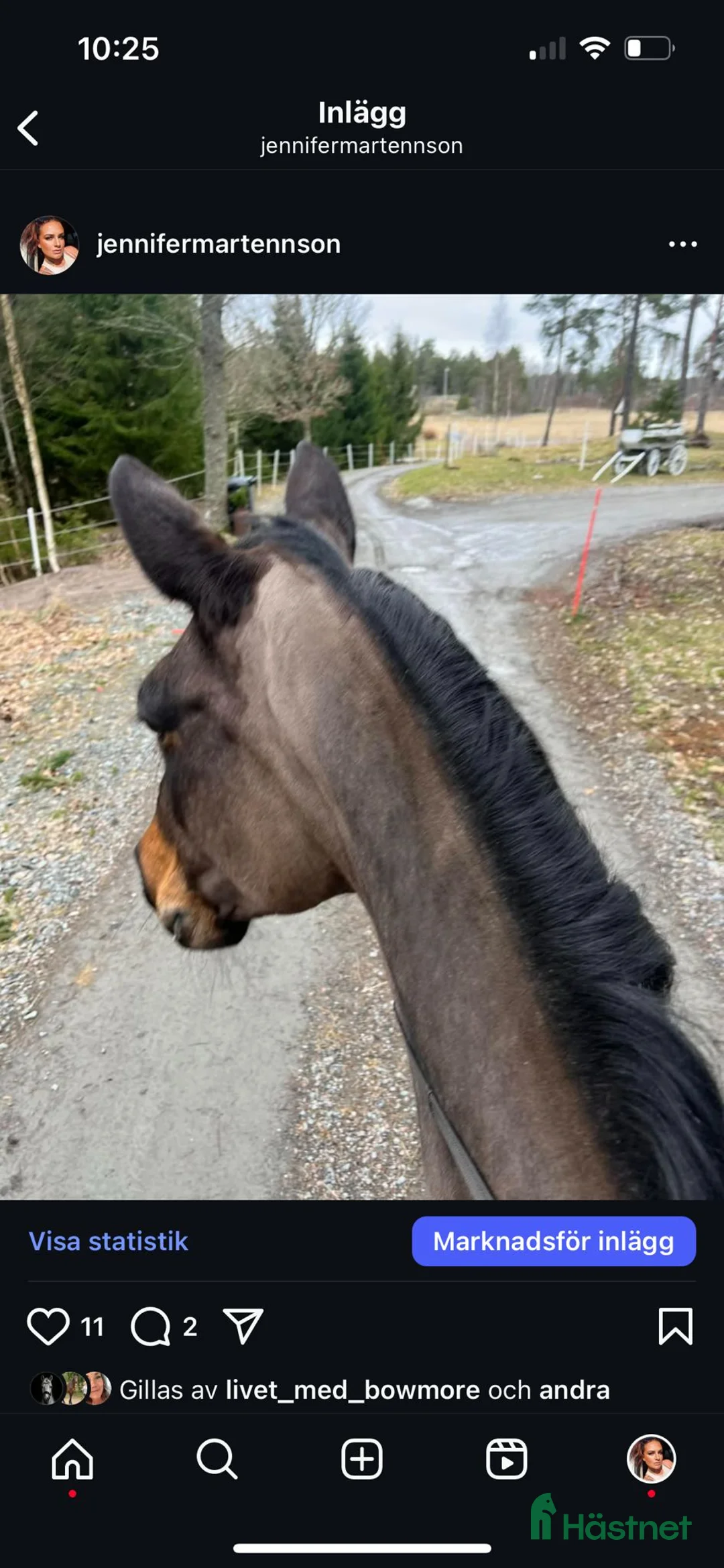 Fälttävlan hästar till salu: Min stjärna  - Annons 12