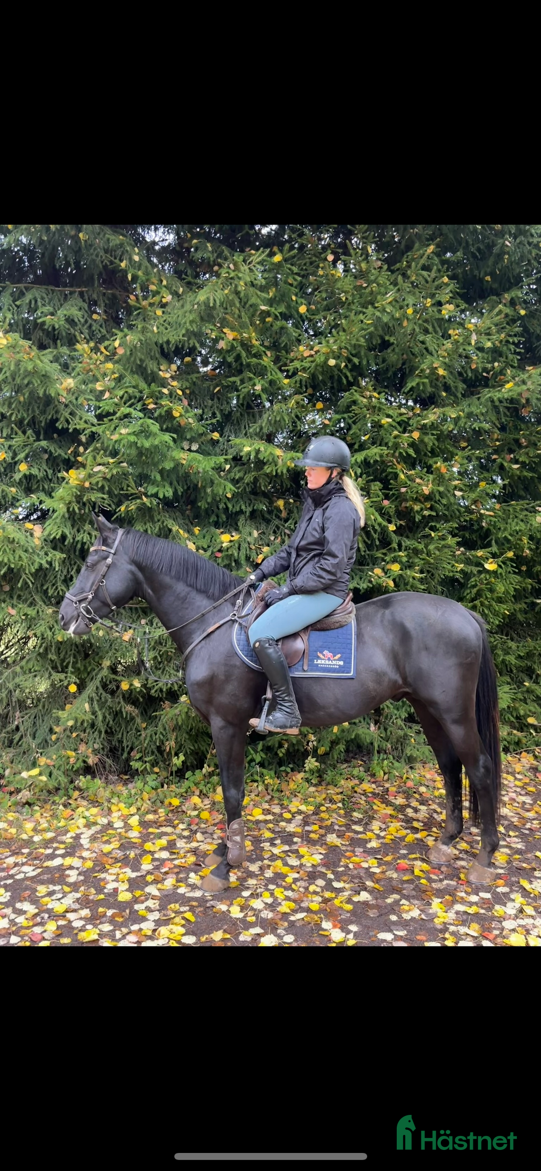 Hoppning hästar till salu: valack med mycket kapacitet! i Örebro - Annons 2