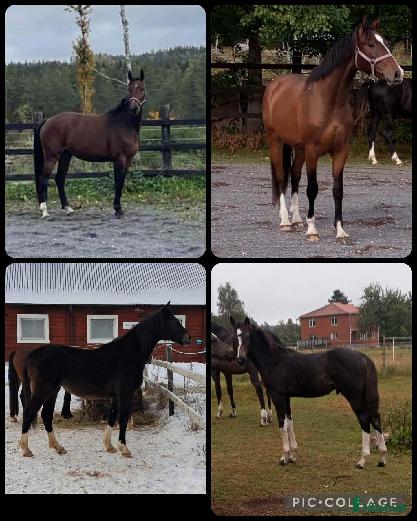  hästar Halvblodsunghästar i olika åldrar i Lammhult - Annons 16