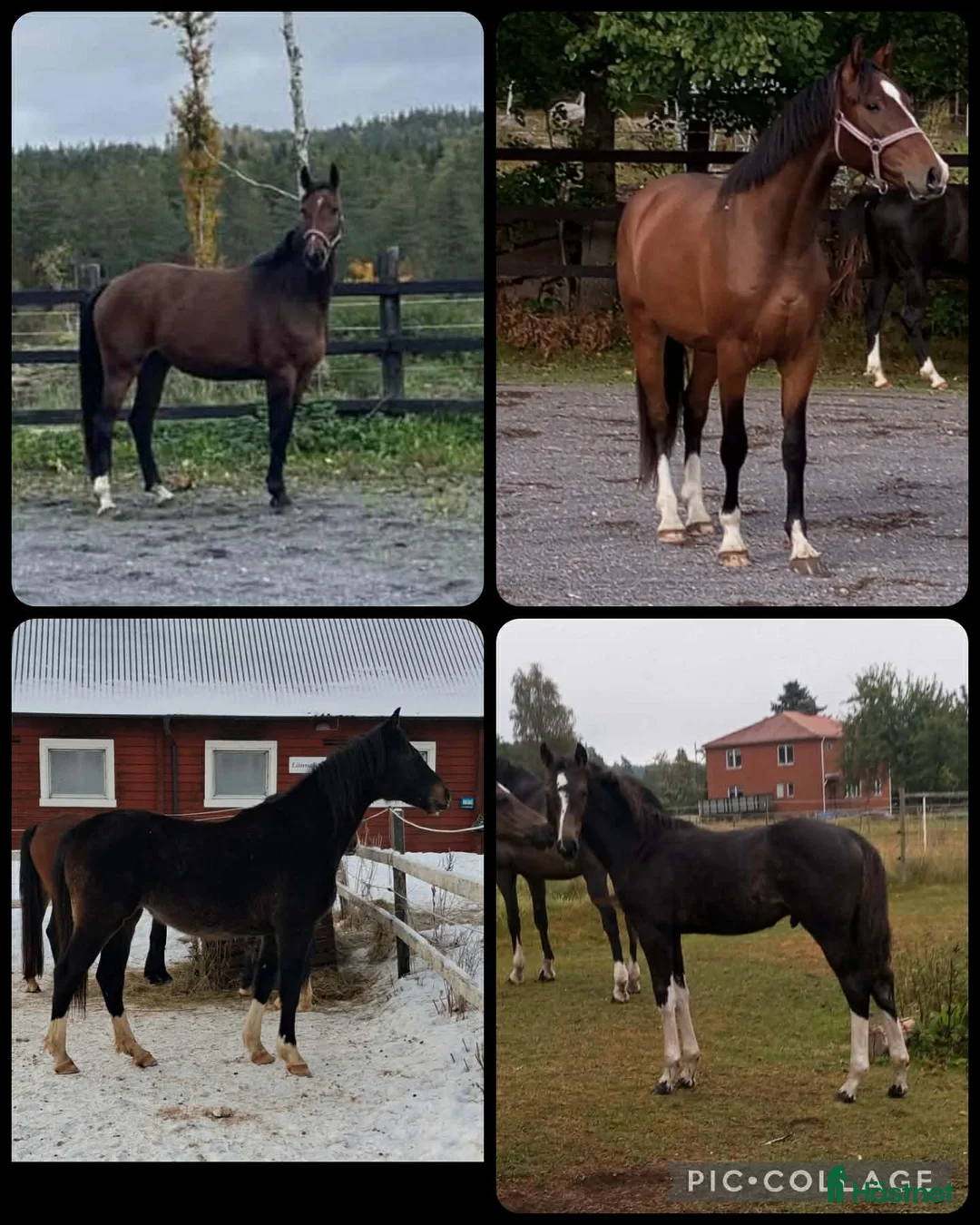 Allround hästar till salu: Halvblodsunghästar i olika åldrar i Lammhult - Annons 1