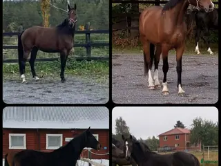 hästar Halvblodsunghästar i olika åldrar i Lammhult - Annons 16