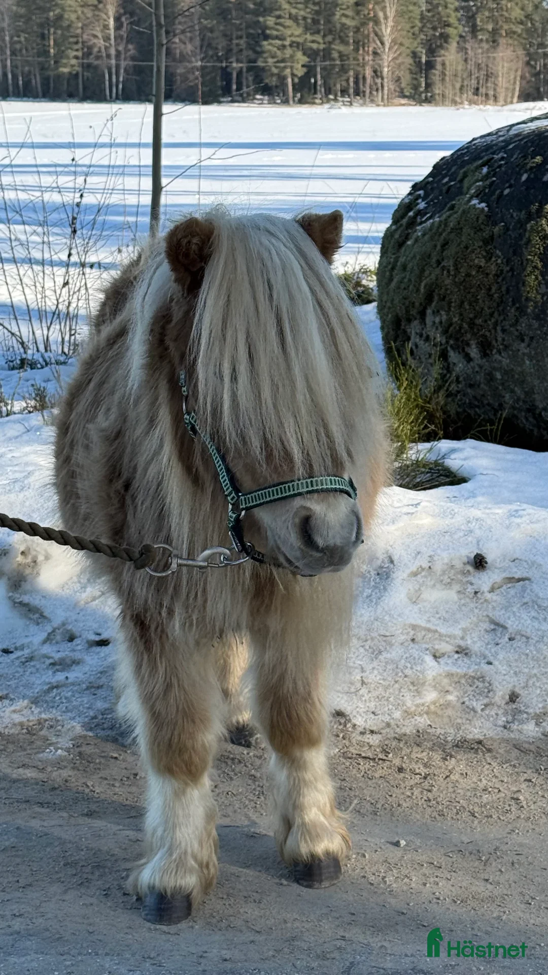Allround hästar till salu: Två minishettiskillar, isabell och mushroom  i Heby - Annons 8