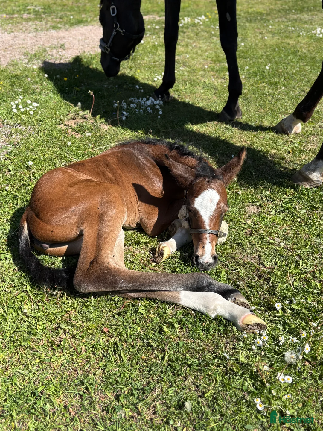 Avelshästar hästar till salu: Avelssto säljes/utlånas - Annons 5
