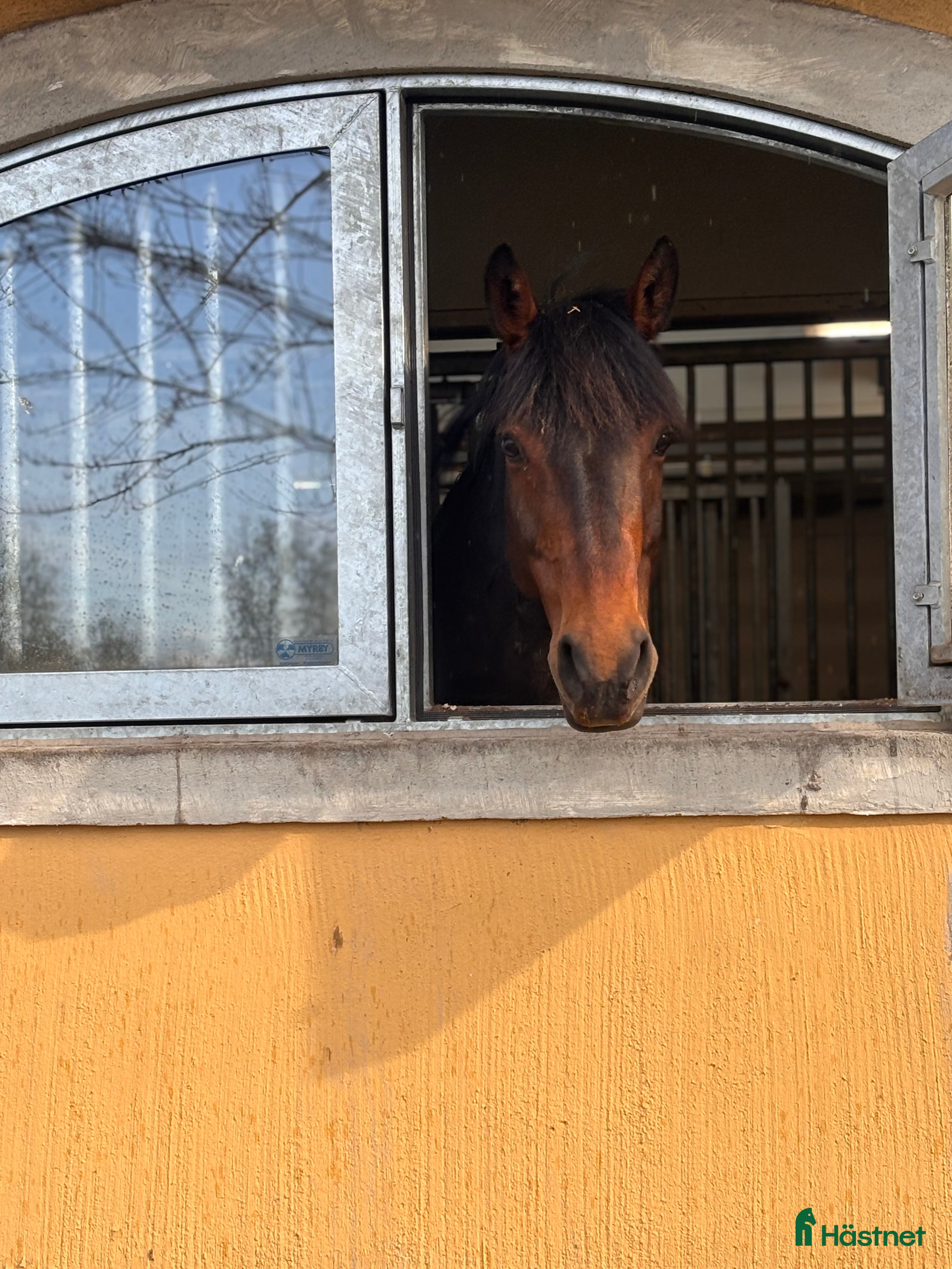  hästar Otroligt snäll sällskapsponny i Djursholm - Annons 10