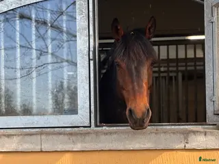 hästar Otroligt snäll sällskapsponny i Djursholm - Annons 10