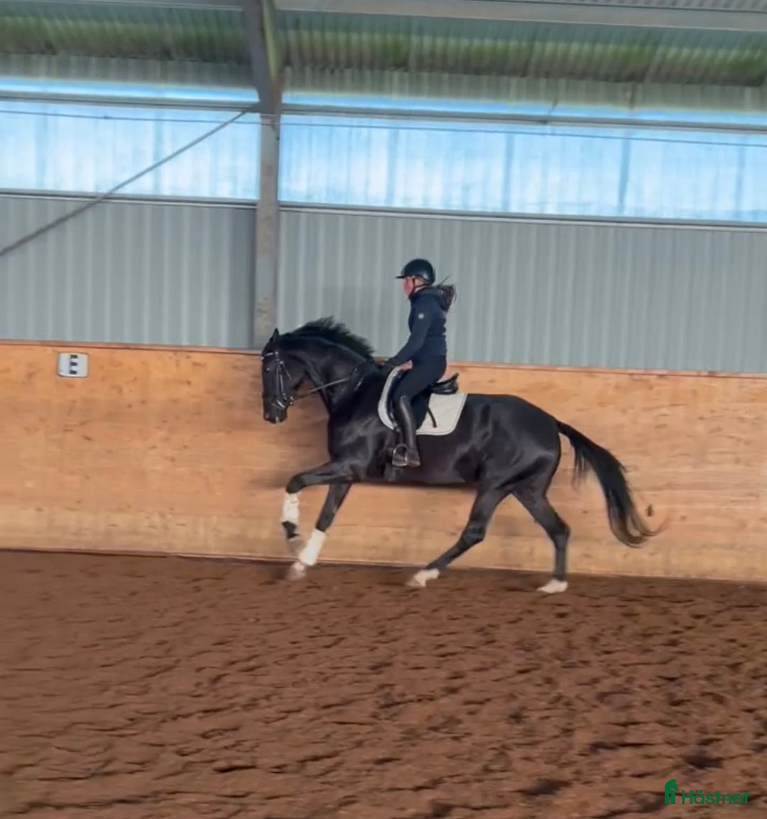 Dressyr hästar till salu: Vackert sto med gångarter ut över de vanliga i Helsingborg - Annons 4
