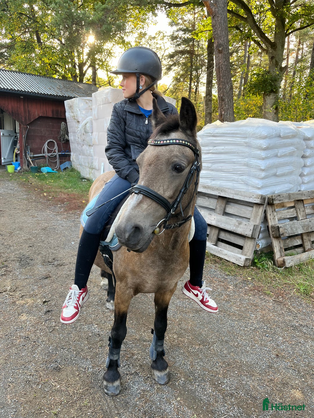 Allround hästar sökes: Medryttare sökes  i Åkersberga - Annons 5