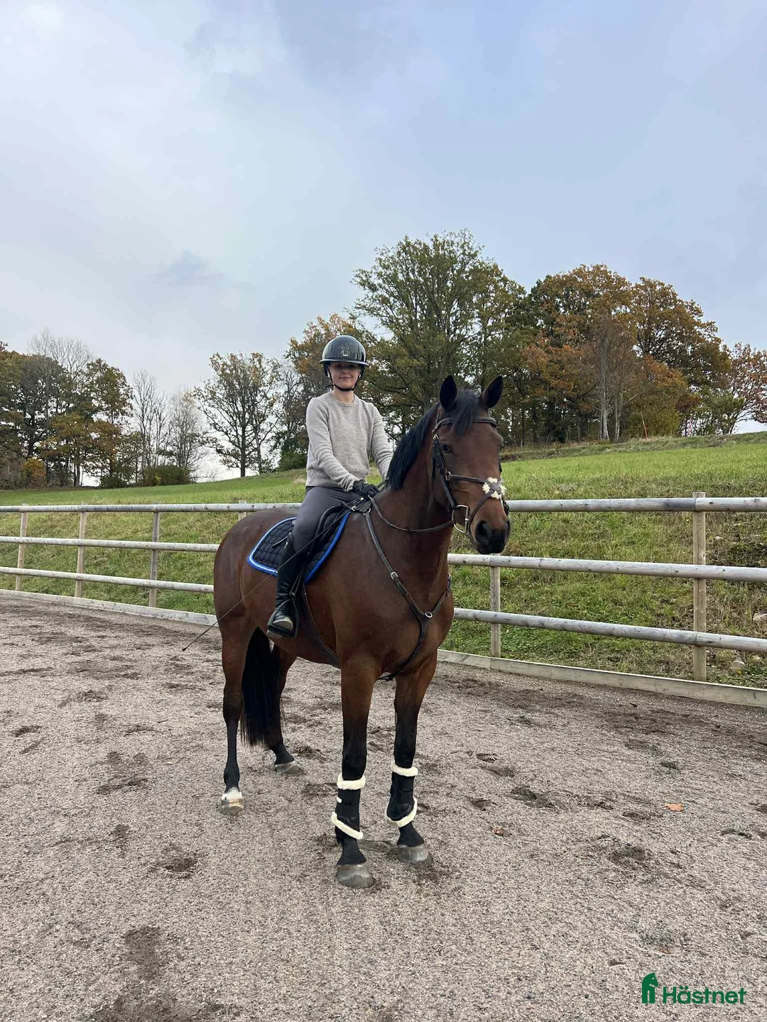 Hoppning hästar till salu: Sto redo för fyraårssäsongen - Annons 2