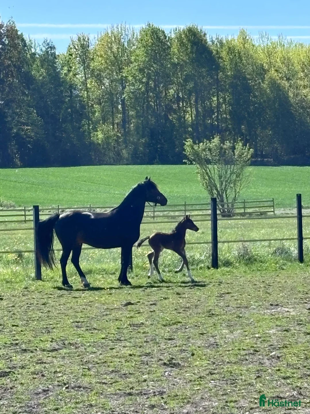 Hoppning hästar till salu: Svenskt Ridponny-föl till salu - Annons 4