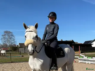 hästar Kvalitetsponnyer och bästa vänner - Annons 9