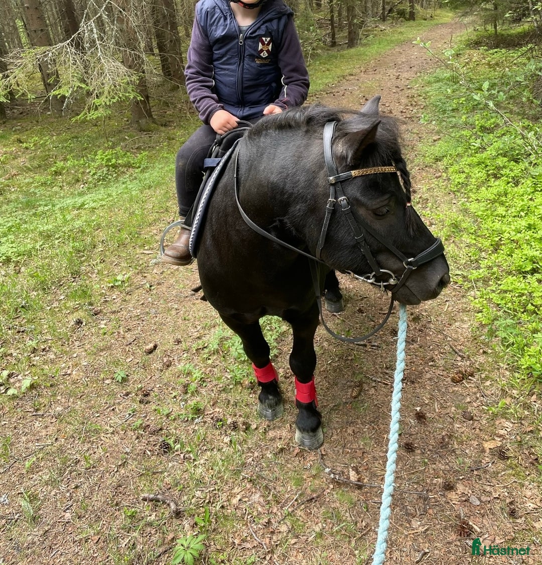 Allround hästar till salu: Bästa första ponnyn till den mindre ryttaren 🐴 i Skövde - Annons 8