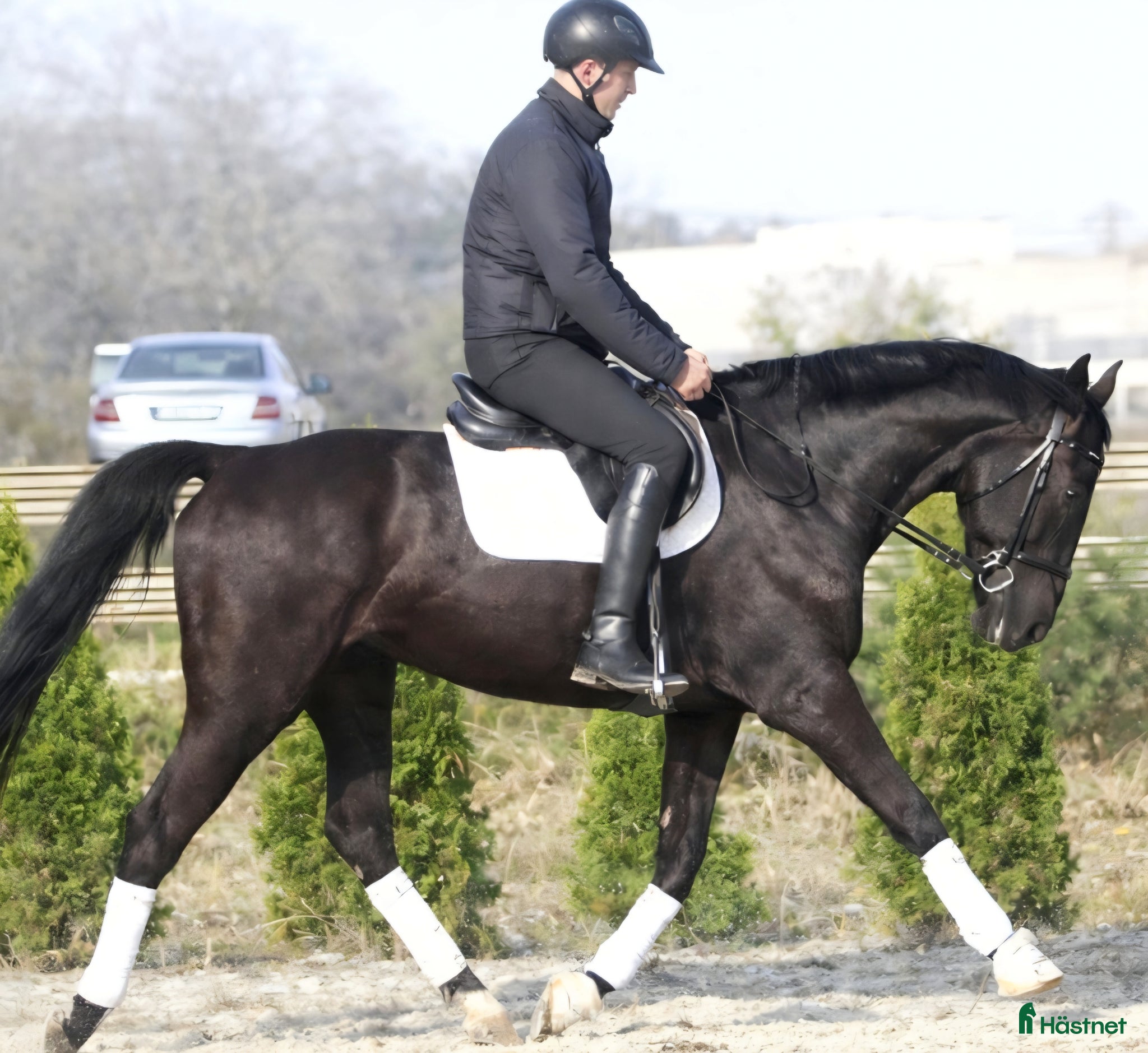 Allround hästar till salu: Super sweet Allrounder for spring time - Annons 4