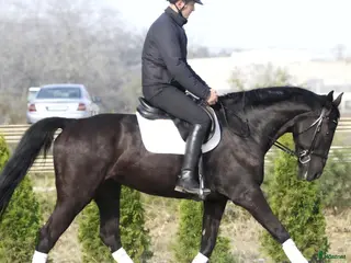 Allround hästar till salu: Super sweet Allrounder for spring time - Annons 4