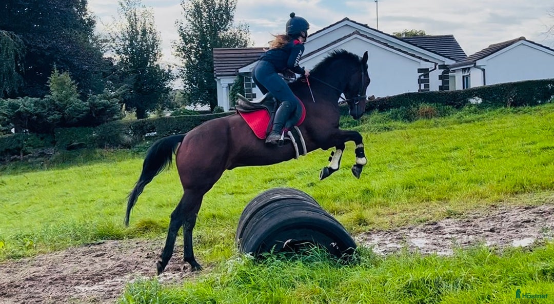 Hoppning hästar till salu: Selection of Irish ponies i Ljungby - Annons 16