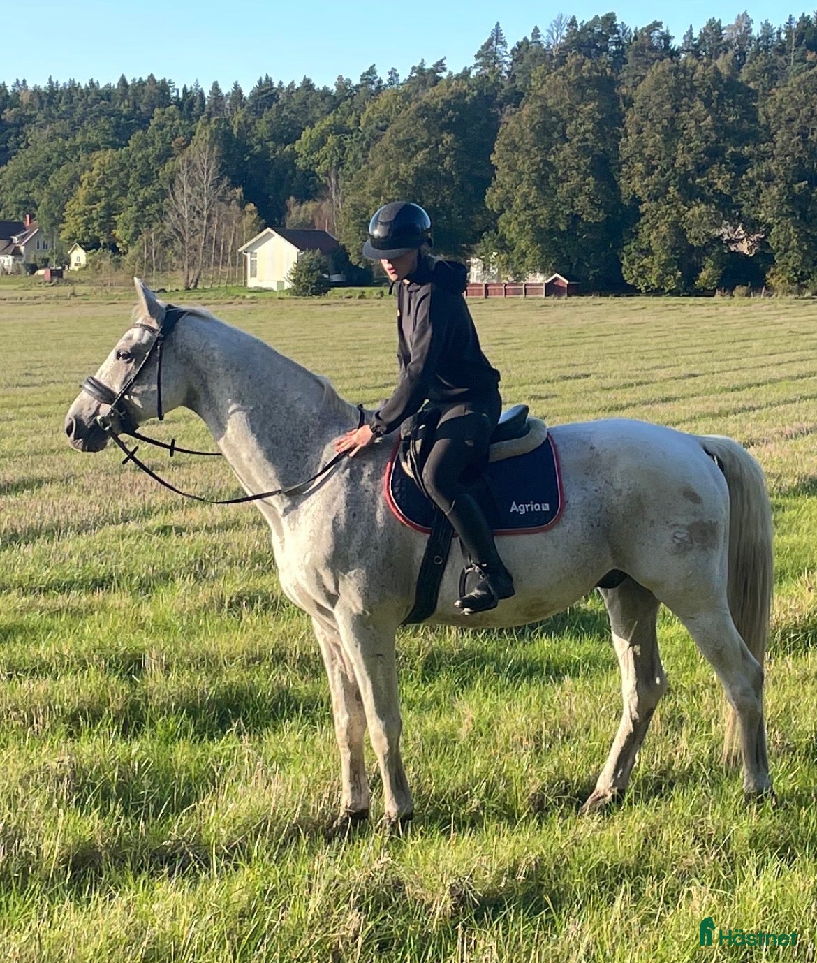  hästar Söker trevlig och frisk häst 🌸 - Annons 12