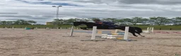 Allround hästar till salu: Trevlig allroundhäst för träning, tävling och mys  i Borlänge - Annons 2