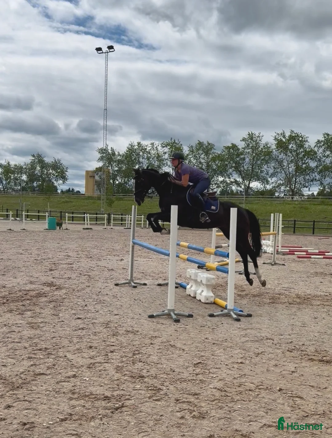 Allround hästar till salu: Trevlig allroundhäst för träning, tävling och mys  i Borlänge - Annons 2