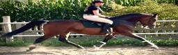 Allround hästar till salu: Mila – 10-Year-Old Beautiful Versatile Family Mare - Annons 13