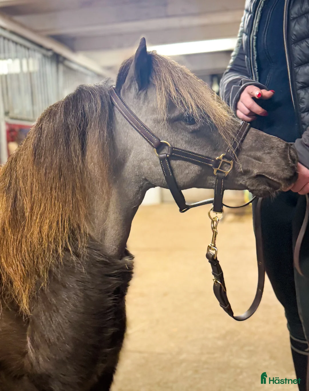 Övrigt hästar till salu: Två magiska AMHA 🦄 i Björklinge - Annons 5