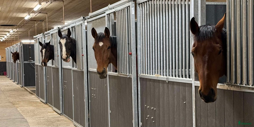  stallplats finnes: Lediga stallplatser  i Uppsala - Bild 4