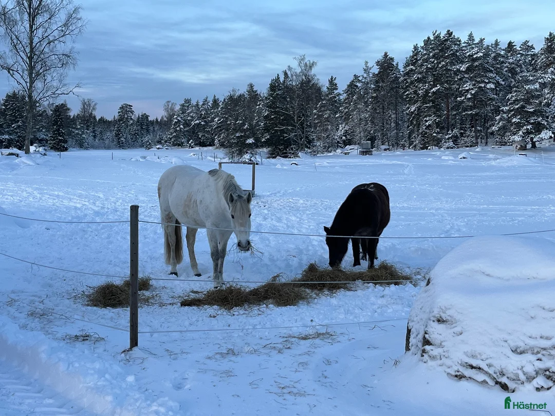  medryttarhäst finnes: Hästhjälp sökes i Vänge - Annons 2