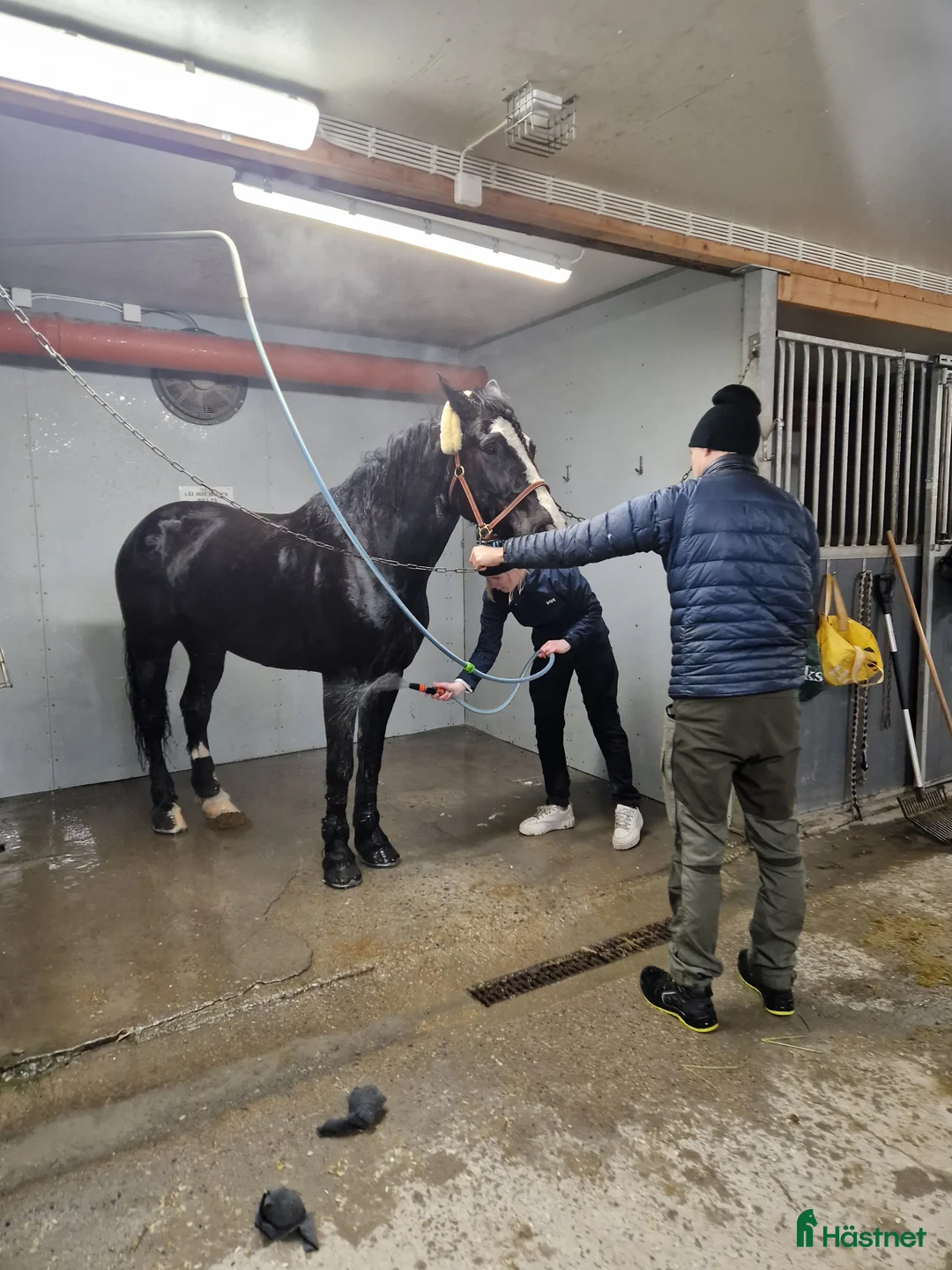 Trav hästar till salu: Kallblodsvalack - Annons 3