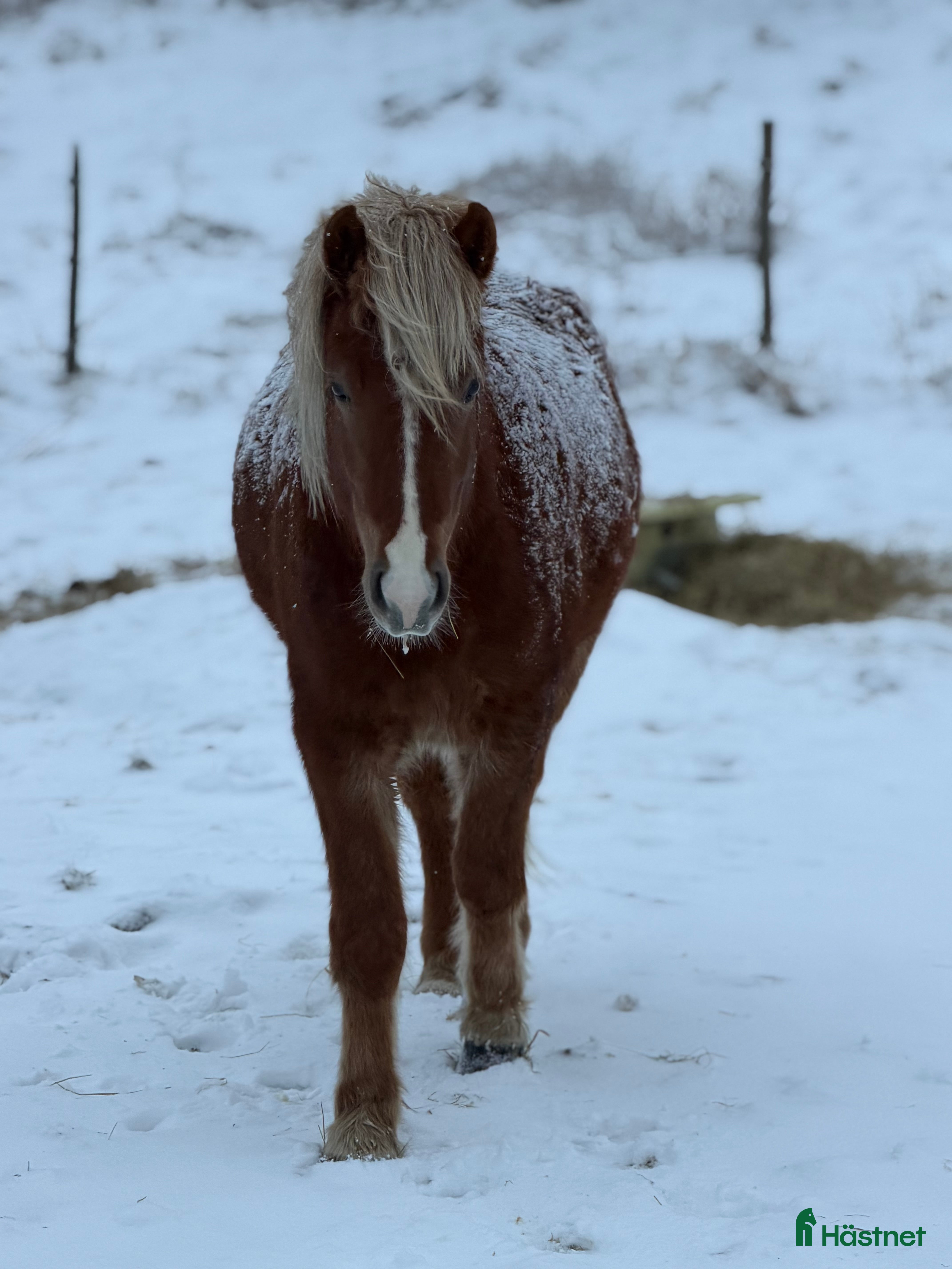  hästar Hnífur är redo att flytta hemifrån  - Annons 8