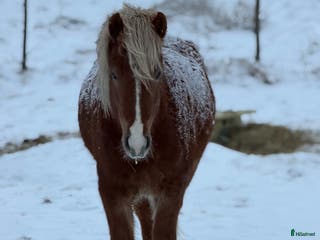 hästar Hnífur är redo att flytta hemifrån - Annons 7