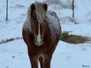 hästar Hnífur är redo att flytta hemifrån - Annons 9