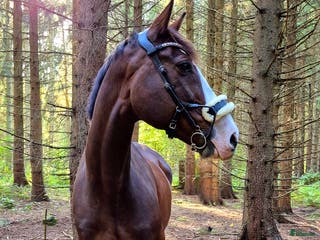 Träns hästutrustning till salu: PS of sweden high jump i Anderslöv - Annons 2
