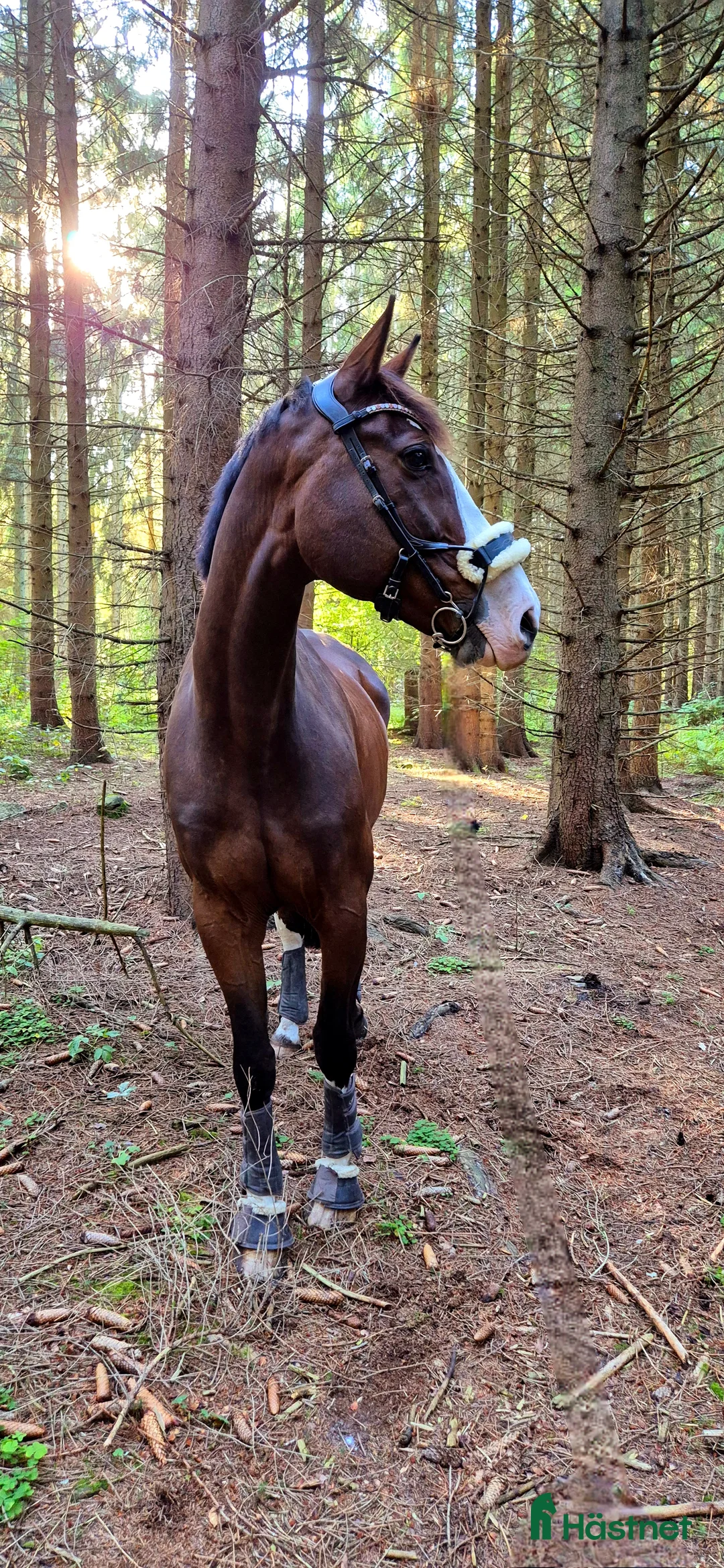 Träns hästutrustning till salu: PS of sweden high jump  i Anderslöv - Annons 1