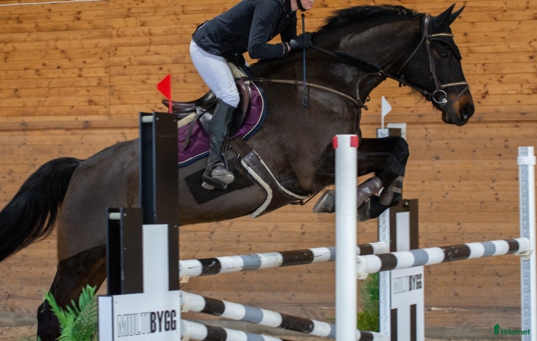  hästar Hopphäst som vill bli någons bästa kompis - Annons 2