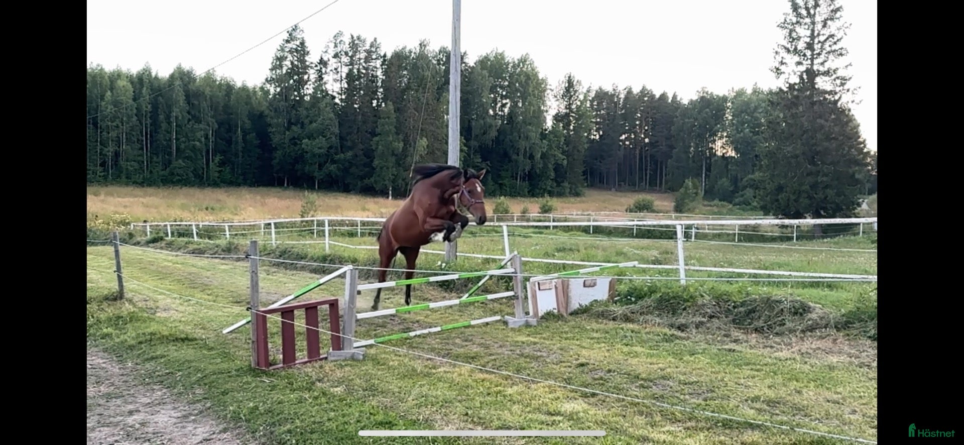  hästar 2 årig hopphäst.  - Annons 2