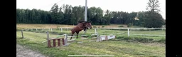 Hoppning hästar till salu: 2 årig hopphäst.  - Annons 2