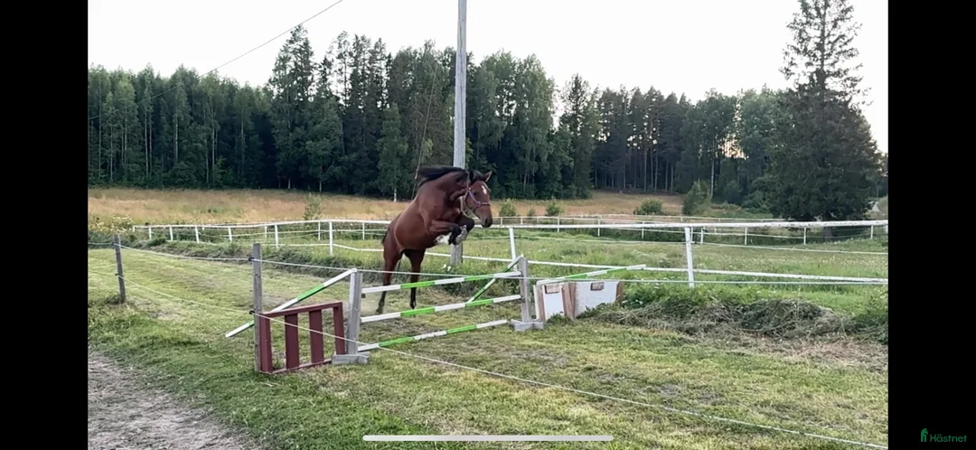 Hoppning hästar till salu: 2 årig hopphäst.  - Annons 2