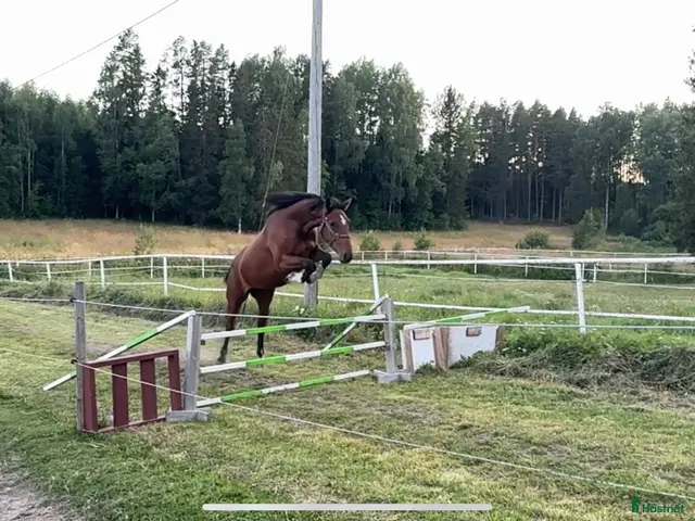 hästar till salu: 2 årig hopphäst. - Annons 2