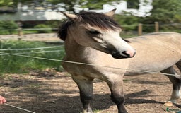 Hoppning hästar till salu: Framtida mästerskapsponny i Klippan - Bild 2