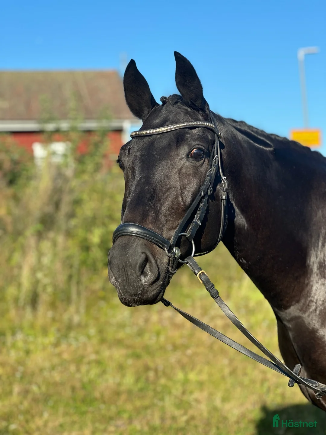 Dressyr hästar till salu: 8-årig allroundtalang - Annons 2