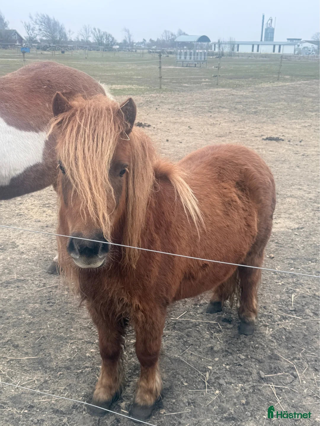 Allround hästar till salu: Trevligt Sto med mycket man o svans - Annons 1