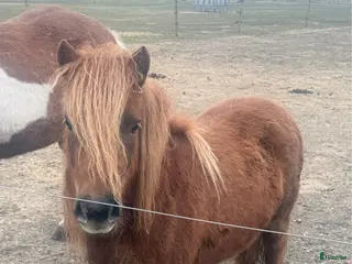Allround hästar till salu: Trevligt Sto med mycket man o svans - Annons 1