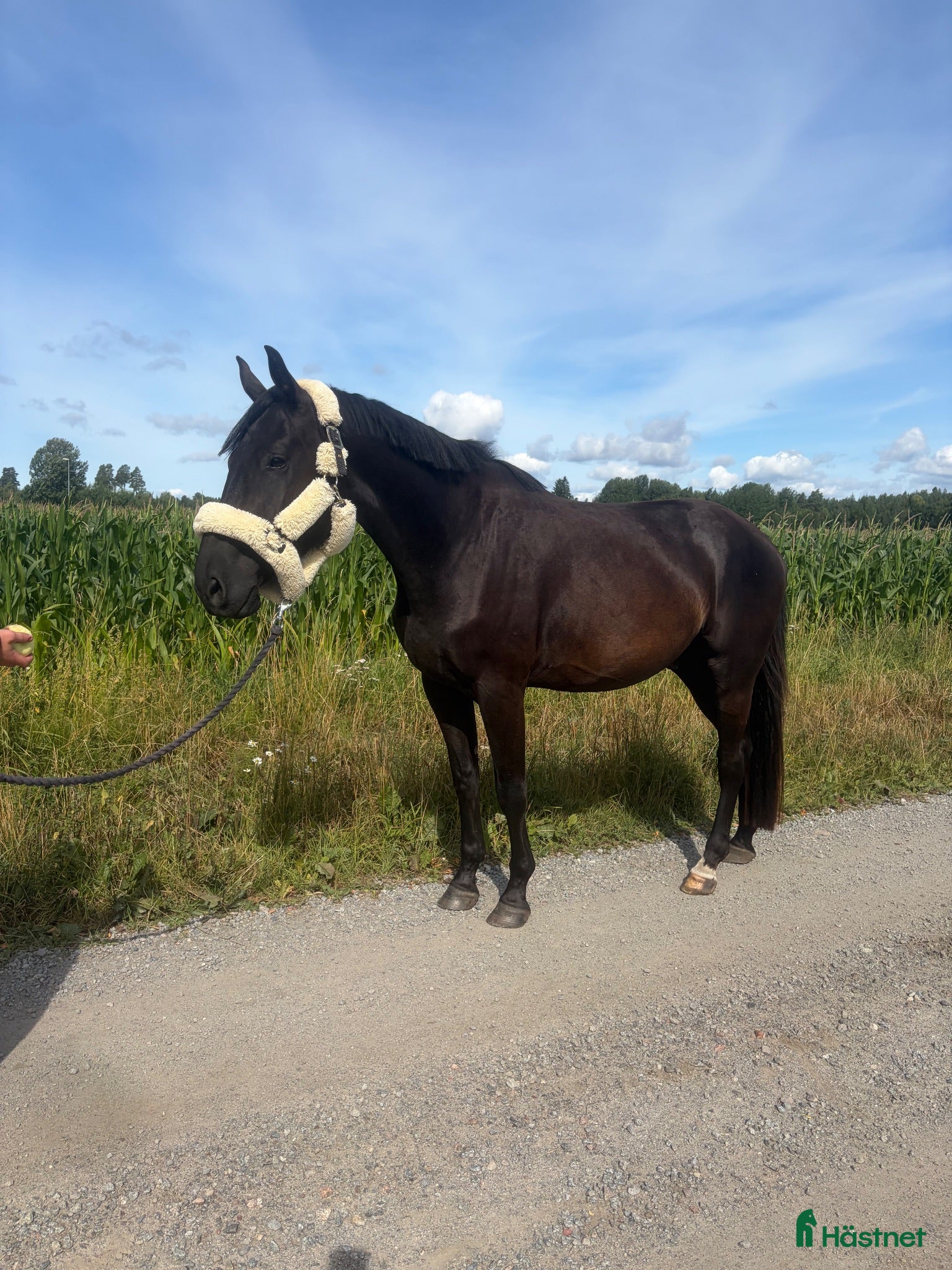  hästar Super fin 4 åring  - Annons 6