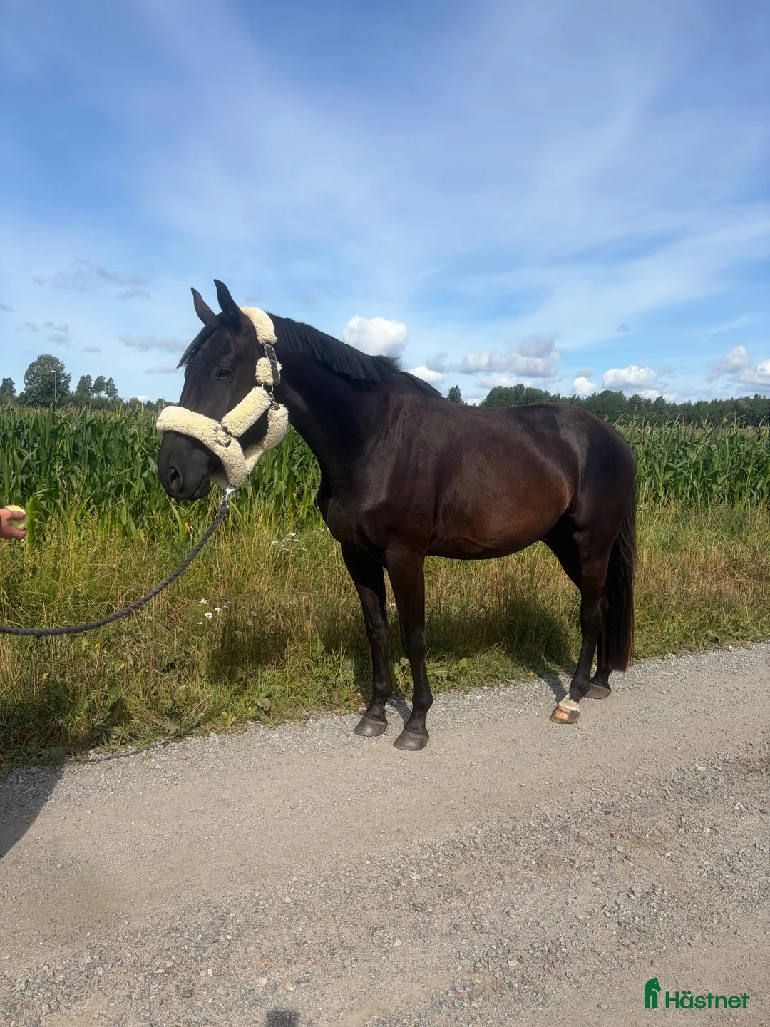 Hoppning hästar till salu: Super fin 4 åring  - Annons 1