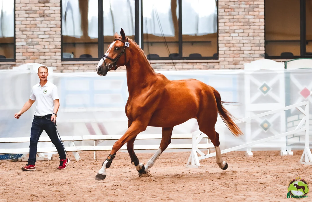 Hoppning hästar till salu: Utan mellanhänder, från en hästuppfödare i Sorunda - Annons 3