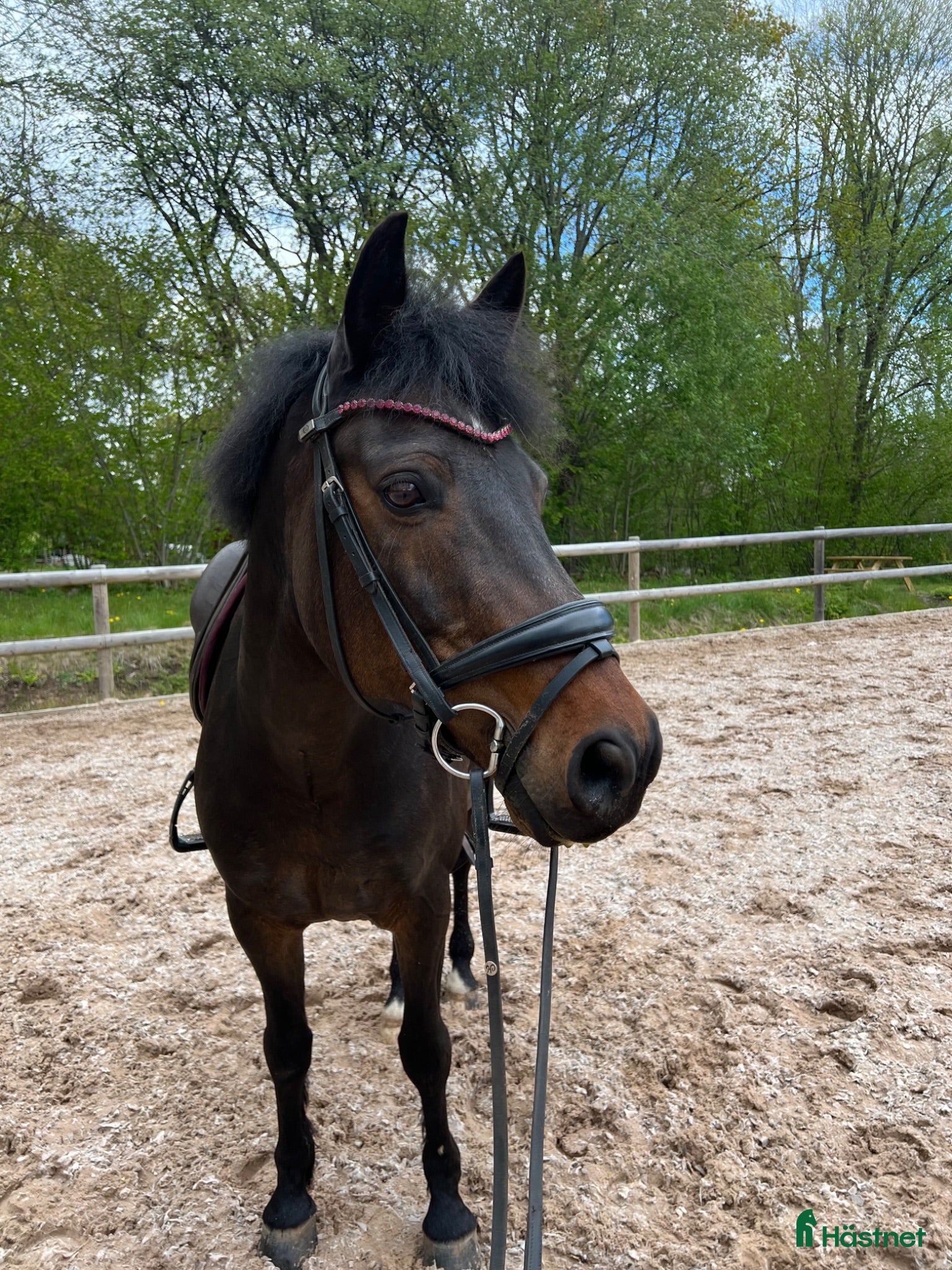  hästar Meriterad FEI-ponny - Läromästare - Annons 1