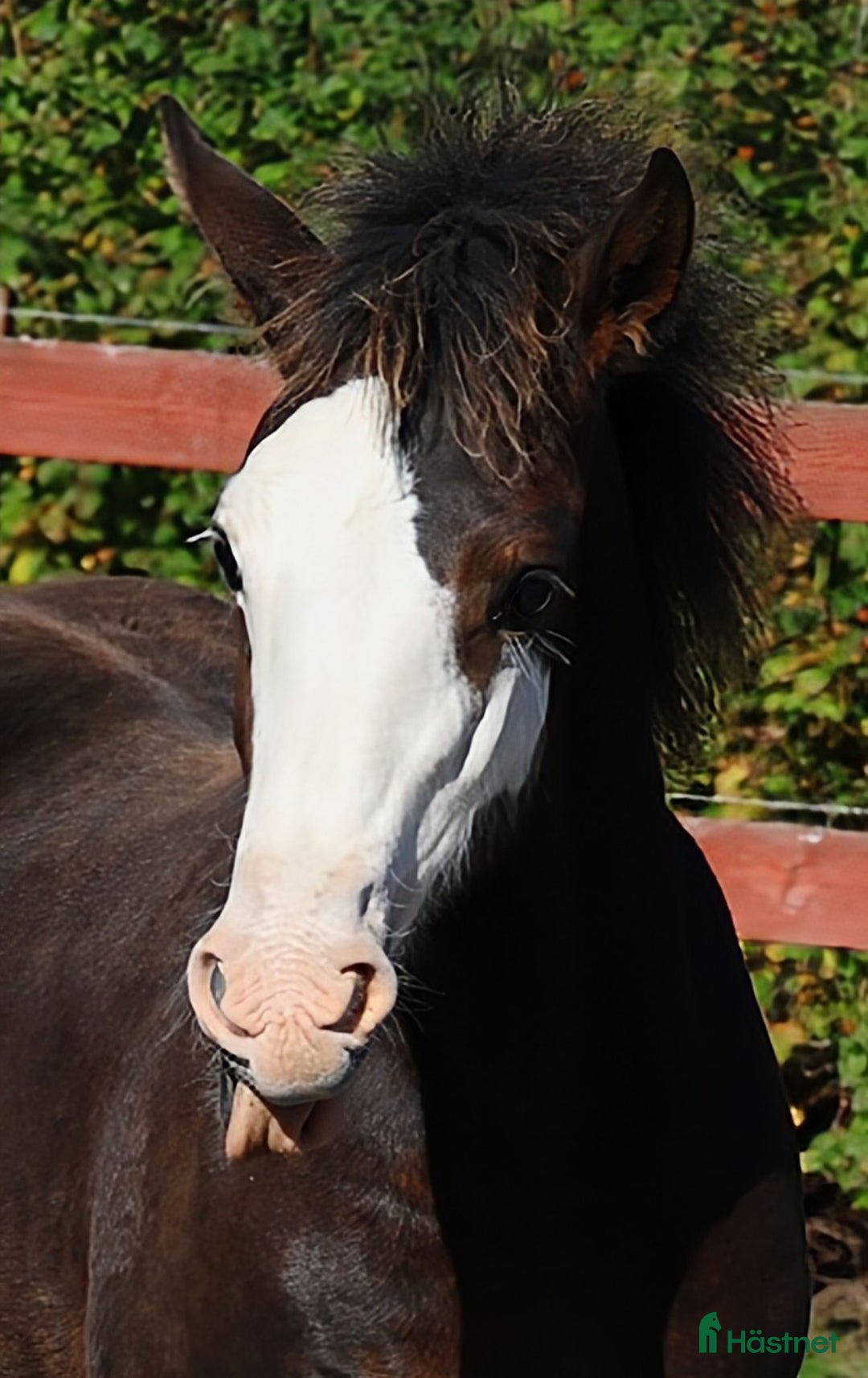 Allround hästar till salu: **SÅLD** Mycket fint welsh cob stoföl i Kil - Annons 2