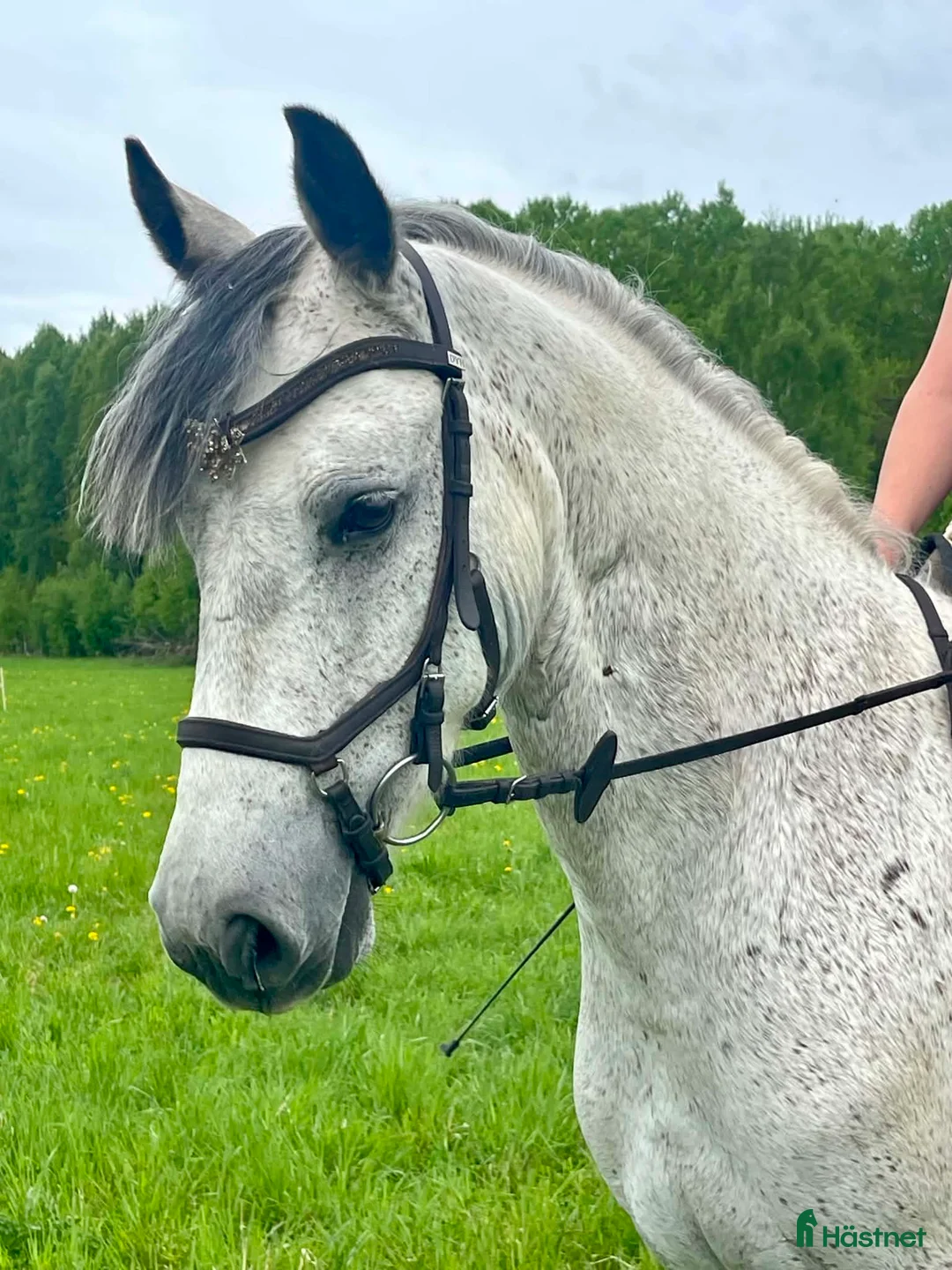Allround hästar till salu: Lovande connemara! Klinikbesiktad ua 22/5 - Annons 8