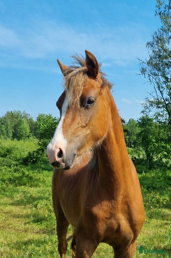  hästar Lillemons Lima – en charmig ponny för framtiden - Annons 16