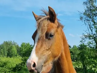 hästar Lillemons Lima – en charmig ponny för framtiden - Annons 16